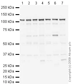 Western blot - Anti-SND1 antibody (AB65078)