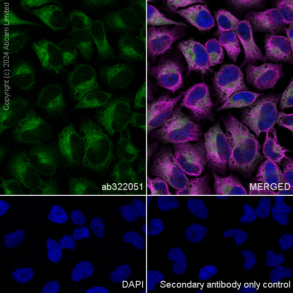 Immunocytochemistry/ Immunofluorescence - Anti-SND1 antibody [EPR28903-10] (AB322051), expandable thumbnail