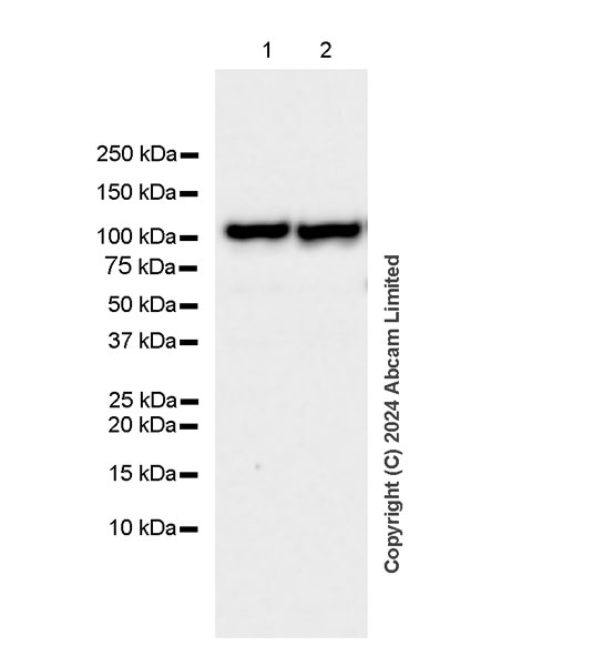 Western blot - Anti-SND1 antibody [EPR28903-10] (AB322051), expandable thumbnail