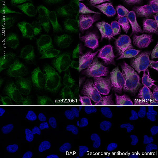 Immunocytochemistry/ Immunofluorescence - Anti-SND1 antibody [EPR28903-10] - BSA and Azide free (AB322052)
