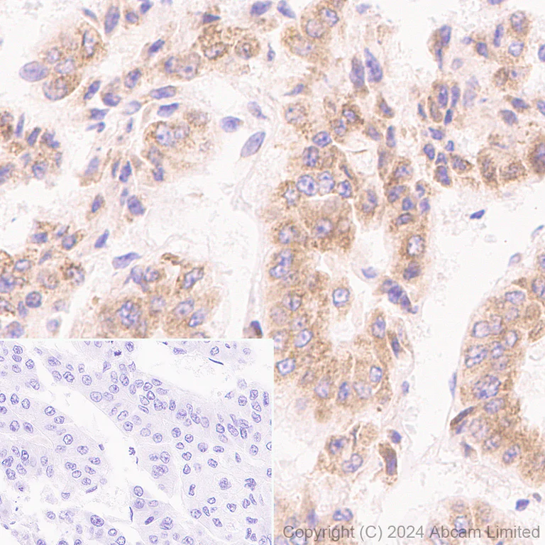 Immunohistochemistry (Formalin/PFA-fixed paraffin-embedded sections) - Anti-SND1 antibody [EPR28903-10] - BSA and Azide free (AB322052)