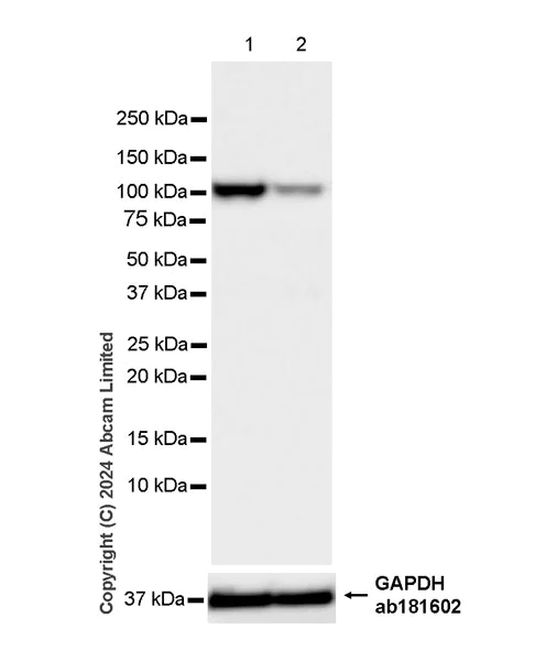 Western blot - Anti-SND1 antibody [EPR28903-10] - BSA and Azide free (AB322052)