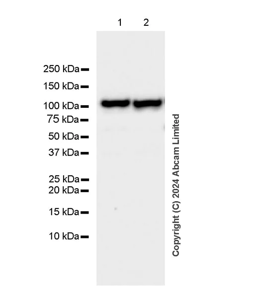 Western blot - Anti-SND1 antibody [EPR28903-10] - BSA and Azide free (AB322052)