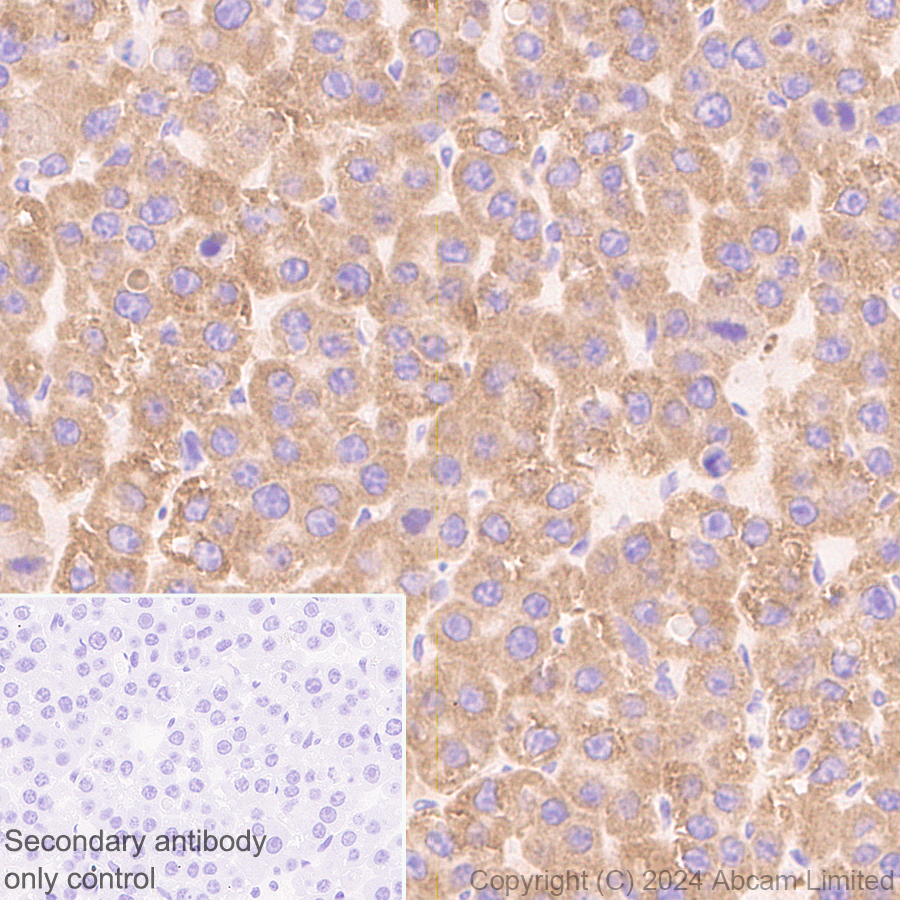 Immunohistochemistry (Formalin/PFA-fixed paraffin-embedded sections) - Anti-SND1 antibody [EPR28903-23] (AB322053), expandable thumbnail