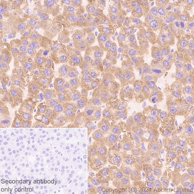 Immunohistochemistry (Formalin/PFA-fixed paraffin-embedded sections) - Anti-SND1 antibody [EPR28903-23] (AB322053)