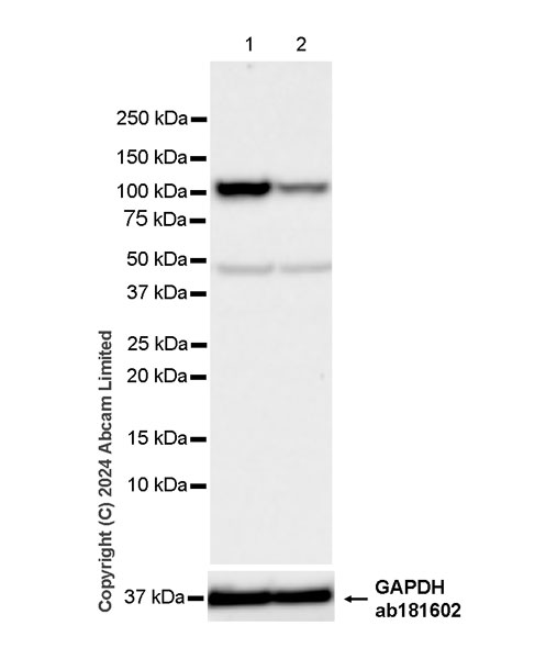 Western blot - Anti-SND1 antibody [EPR28903-23] (AB322053), expandable thumbnail