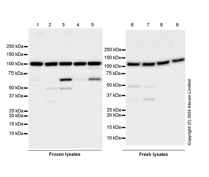 Western blot - Anti-SND1 antibody [EPR28903-23] (AB322053), expandable thumbnail
