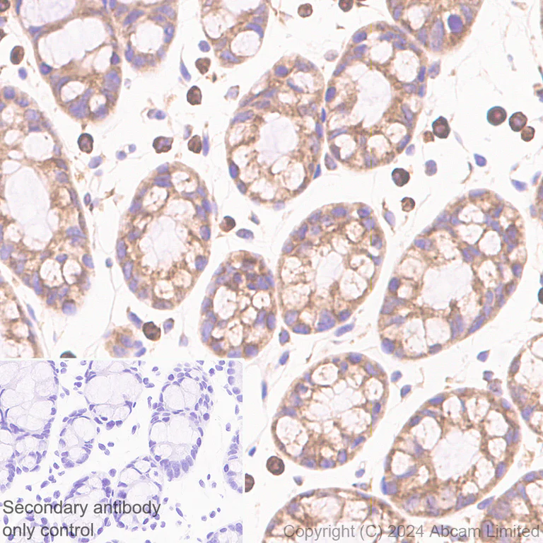 Immunohistochemistry (Formalin/PFA-fixed paraffin-embedded sections) - Anti-SND1 antibody [EPR28903-23] - BSA and Azide free (AB322054)