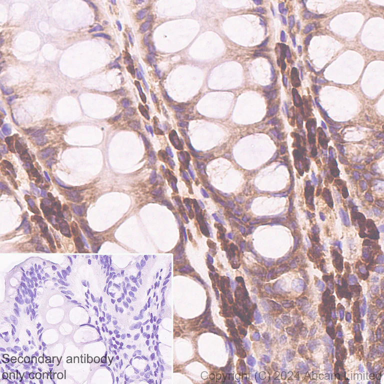 Immunohistochemistry (Formalin/PFA-fixed paraffin-embedded sections) - Anti-SND1 antibody [EPR28903-23] - BSA and Azide free (AB322054)