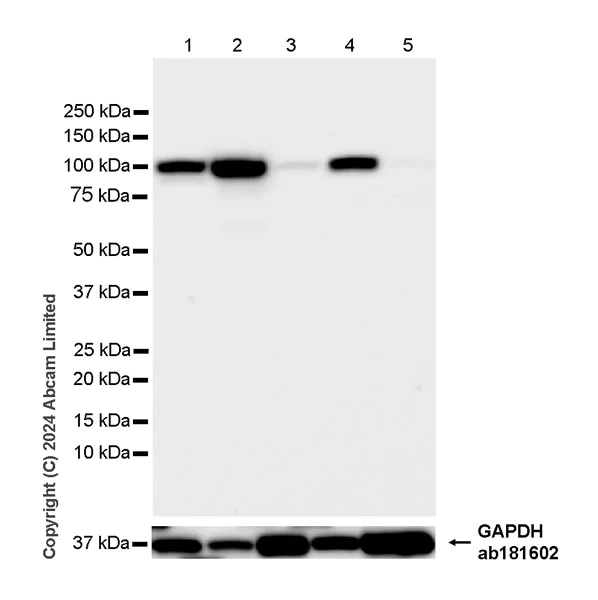 Western blot - Anti-SND1 antibody [EPR28903-23] - BSA and Azide free (AB322054)