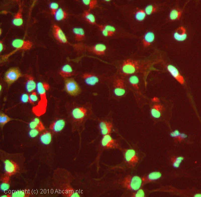 Immunocytochemistry/ Immunofluorescence - Anti-SNF2H antibody (AB72499)