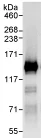 Immunoprecipitation - Anti-SNF2H antibody (AB72499)