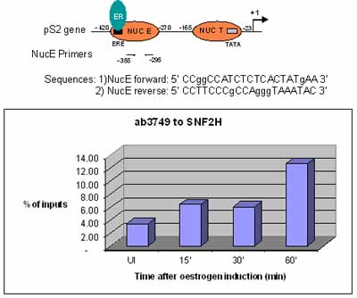 ChIP - Anti-SNF2H antibody - ChIP Grade (AB3749)