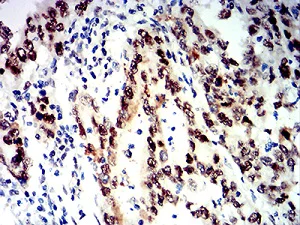 Immunohistochemistry (Formalin/PFA-fixed paraffin-embedded sections) - Anti-SNF2L antibody [2H7B9] (AB233644)