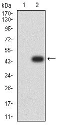 Western blot - Anti-SNF2L antibody [2H7B9] (AB233644)