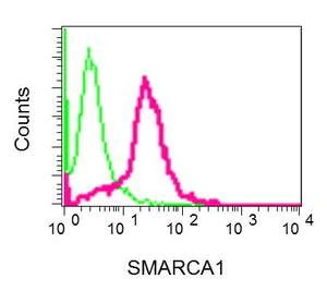 Flow Cytometry (Intracellular) - Anti-SNF2L antibody [EPR12191] - BSA and Azide free (AB249700)