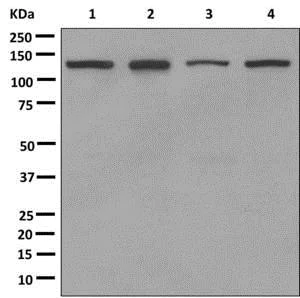 Western blot - Anti-SNF2L antibody [EPR12191] - BSA and Azide free (AB249700)