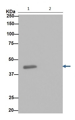 Immunoprecipitation - Anti-SNF5/SMARCB1 antibody [EPR12014-77] (AB192864), expandable thumbnail