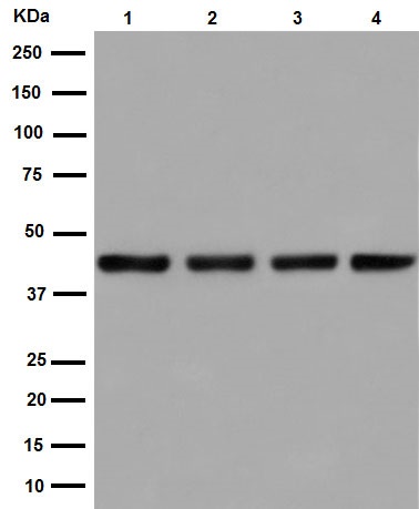 Western blot - Anti-SNF5/SMARCB1 antibody [EPR12014-77] (ab192864), expandable thumbnail