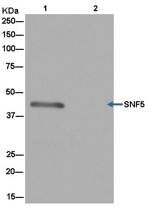 Immunoprecipitation - Anti-SNF5/SMARCB1 antibody [EPR12014] - BSA and Azide free (AB250544), expandable thumbnail