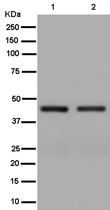 Western blot - Anti-SNF5/SMARCB1 antibody [EPR12014] - BSA and Azide free (AB250544), expandable thumbnail
