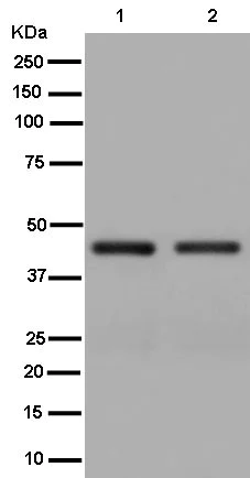 Western blot - Anti-SNF5/SMARCB1 antibody [EPR12014] - BSA and Azide free (AB250544)