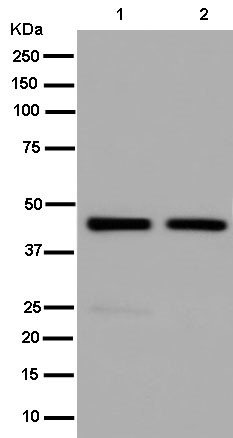 Western blot - Anti-SNF5/SMARCB1 antibody [EPR12014] - BSA and Azide free (AB250544), expandable thumbnail