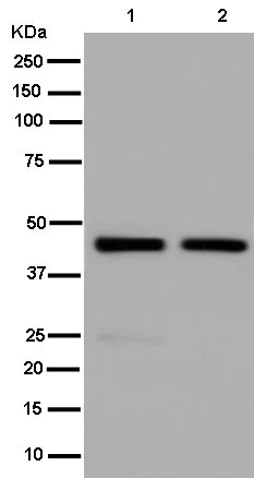 Western blot - Anti-SNF5/SMARCB1 antibody [EPR12014] - BSA and Azide free (AB250544)