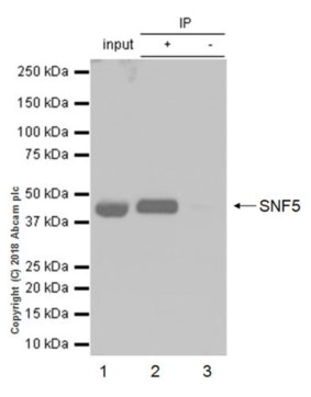 Immunoprecipitation - Anti-SNF5/SMARCB1 antibody [EPR20189] (AB222519), expandable thumbnail