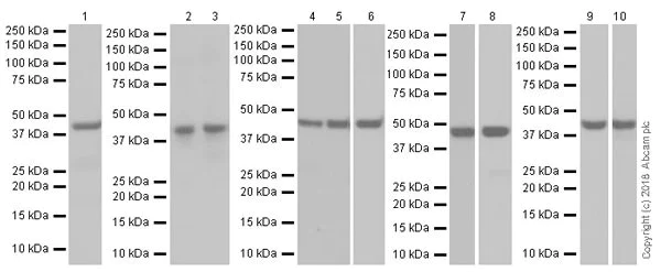 Western blot - Anti-SNF5/SMARCB1 antibody [EPR20189] (AB222519)