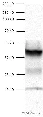 Western blot - Anti-SNF5/SMARCB1 antibody [EPR6966] (AB126734)