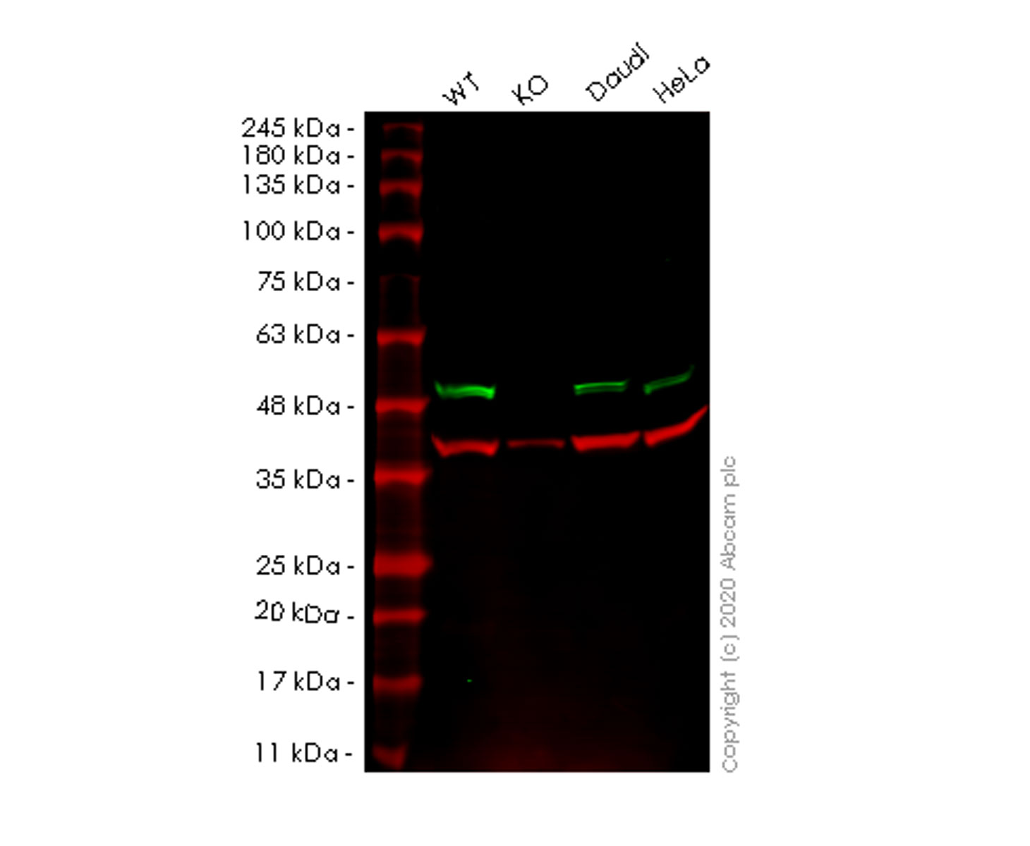 Western blot - Anti-SNF5/SMARCB1 antibody [EPR6966] (AB126734)