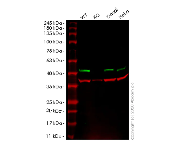 Western blot - Anti-SNF5/SMARCB1 antibody [EPR6966] - BSA and Azide free (AB248153)