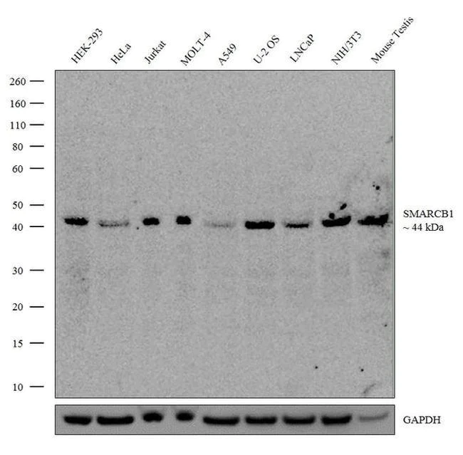 Western blot - Anti-SNF5/SMARCB1 antibody [RP23040266] - ChIP Grade (AB307985)