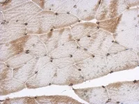 Immunohistochemistry (Formalin/PFA-fixed paraffin-embedded sections) - Anti-SNIP1 antibody (AB126194)