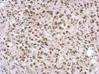 Immunohistochemistry (Formalin/PFA-fixed paraffin-embedded sections) - Anti-SNIP1 antibody (AB126194)
