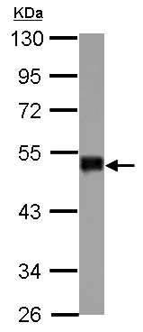 Western blot - Anti-SNIP1 antibody (AB126194)