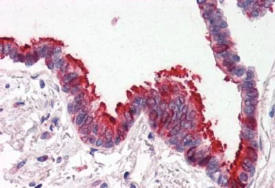 Immunohistochemistry (Formalin/PFA-fixed paraffin-embedded sections) - Anti-SnoN/SNO antibody - N-terminal (AB189653)