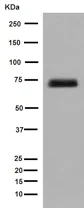 Western blot - Anti-SNPH antibody [EPR14115(2)] (AB192605)