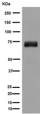 Western blot - Anti-SNPH antibody [EPR14115(2)] (AB192605), expandable thumbnail