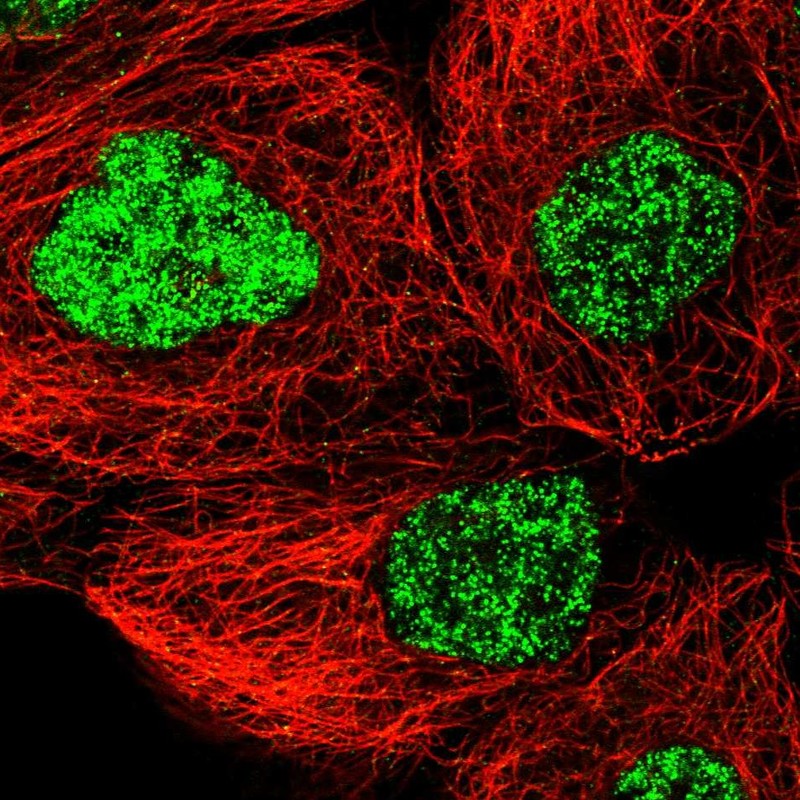 Immunocytochemistry/ Immunofluorescence - Anti-SNRNP40 antibody (AB254796)