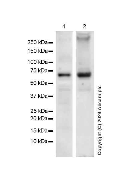 Western blot - Anti-SNRP70/U1-70K antibody [EPR28616-89] - BSA and Azide free (AB316763)