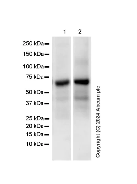 Western blot - Anti-SNRP70/U1-70K antibody [EPR28616-89] - BSA and Azide free (AB316763)