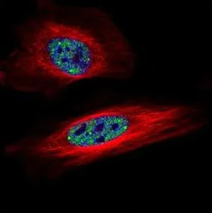 Immunocytochemistry/ Immunofluorescence - Anti-SNRPB/SmB antibody (AB155026)