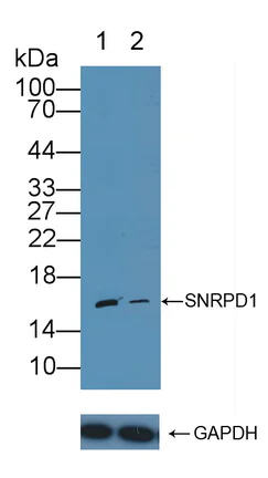 Western blot - Anti-SNRPD1 antibody (AB233115)