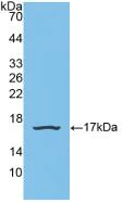Western blot - Anti-SNRPD1 antibody (AB233115)