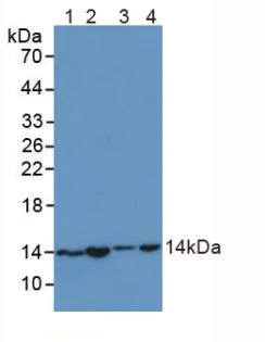 Western blot - Anti-SNRPD1 antibody (AB233115)