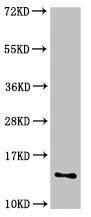 Western blot - Anti-SNRPD1 antibody (AB236902)