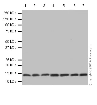 Western blot - Anti-SNRPD2 antibody [EPR16762] - BSA and Azide free (AB251254)