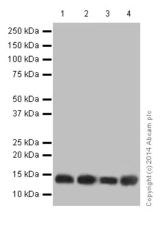 Western blot - Anti-SNRPD2 antibody [EPR16762] - BSA and Azide free (AB251254)